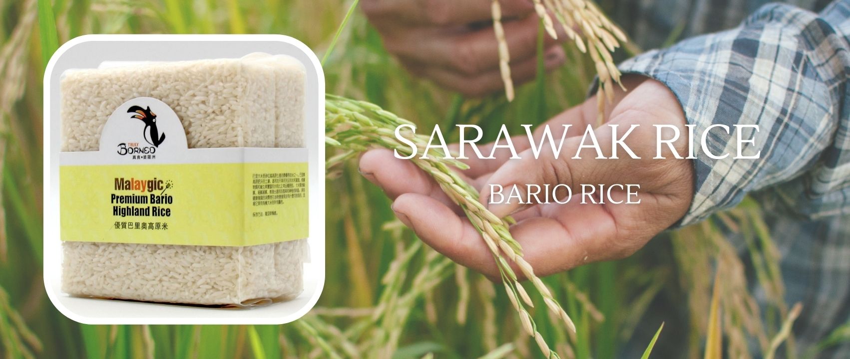 Bario Rice